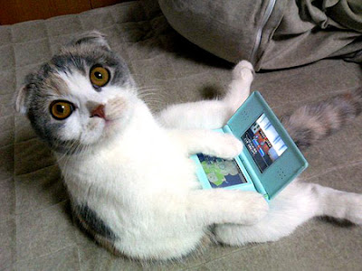 DSをあたかも操作しているような猫ちゃんの写真